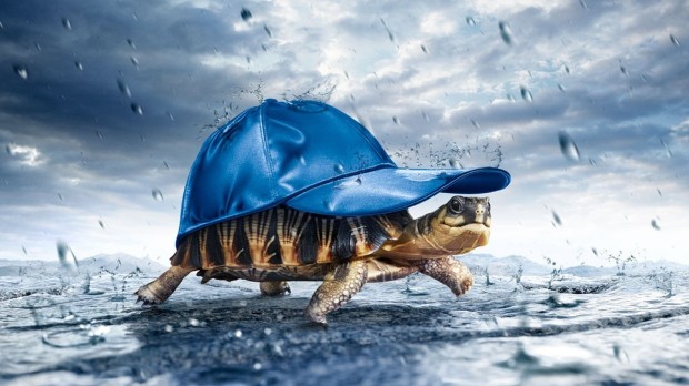 Rain-Turtle-Funny-Desktop-Wallpaper